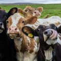 Zvýšenie biologickej ochrany chovu vnímavých zvierat na zabránenie zavlečenia SLAKU